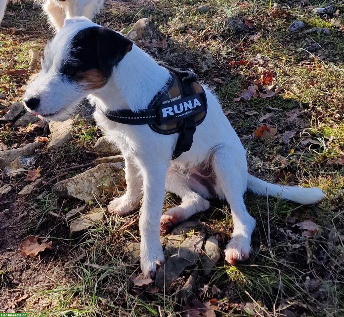 Bild 2: Parson Russell Terrier Junghunde, schön gezeichnet