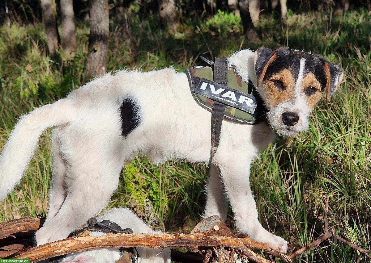 Bild 3: Parson Russell Terrier Junghunde, schön gezeichnet