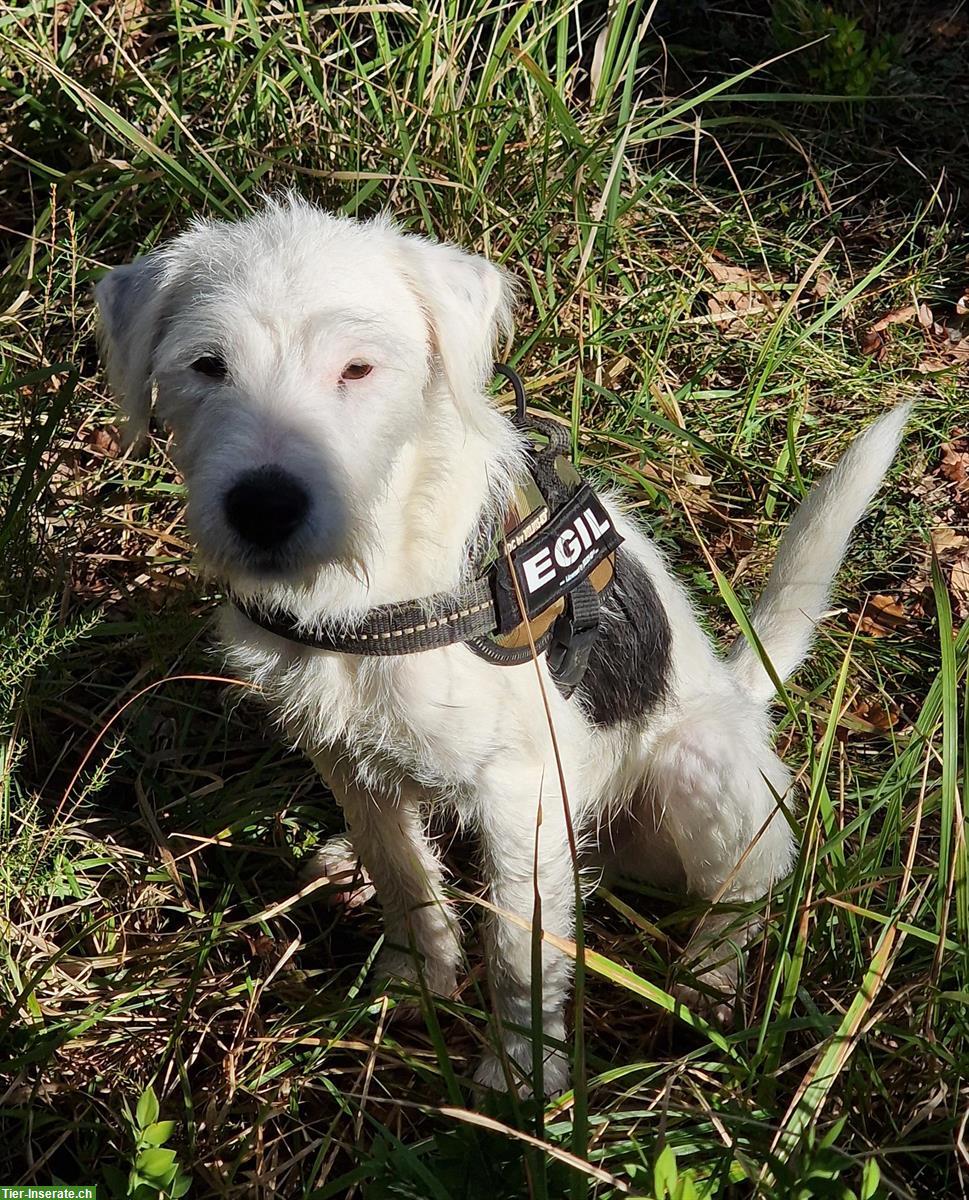 Bild 4: Parson Russell Terrier Junghunde, schön gezeichnet