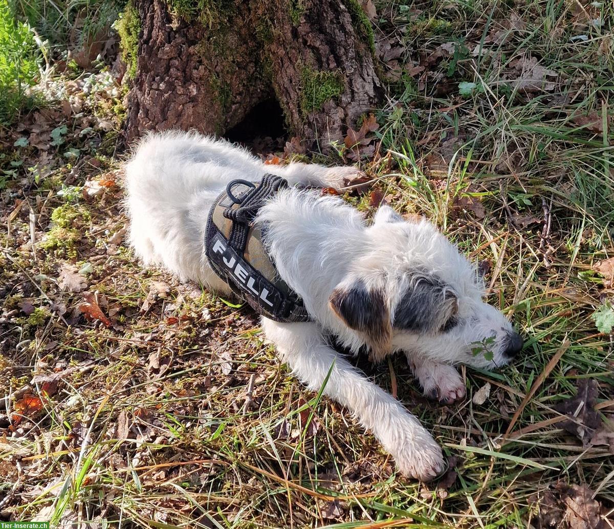 Bild 5: Parson Russell Terrier Junghunde, schön gezeichnet