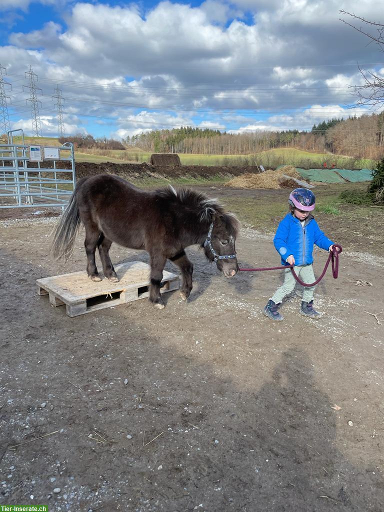 Shetlandpony sucht Pferdefreund-in, Raum Effretikon