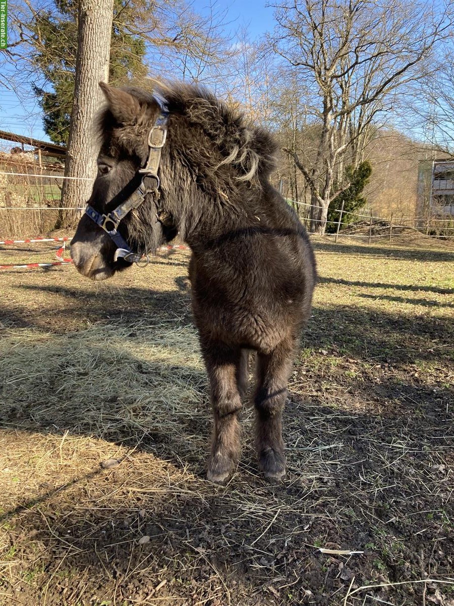 Bild 2: Shetlandpony sucht Pferdefreund-in, Raum Effretikon