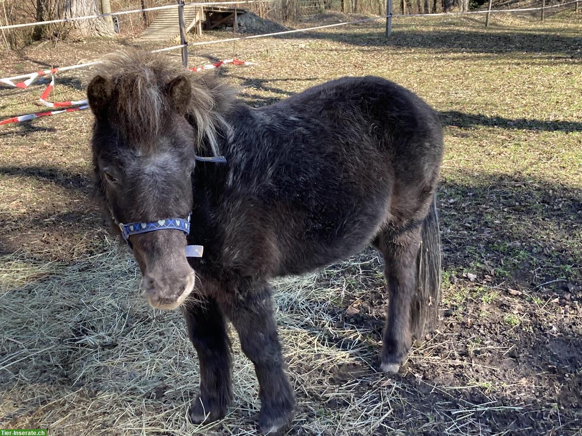 Bild 3: Shetlandpony sucht Pferdefreund-in, Raum Effretikon