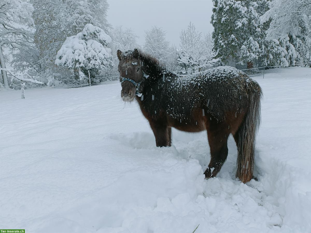 Bild 4: Shetlandpony sucht Pferdefreund-in, Raum Effretikon