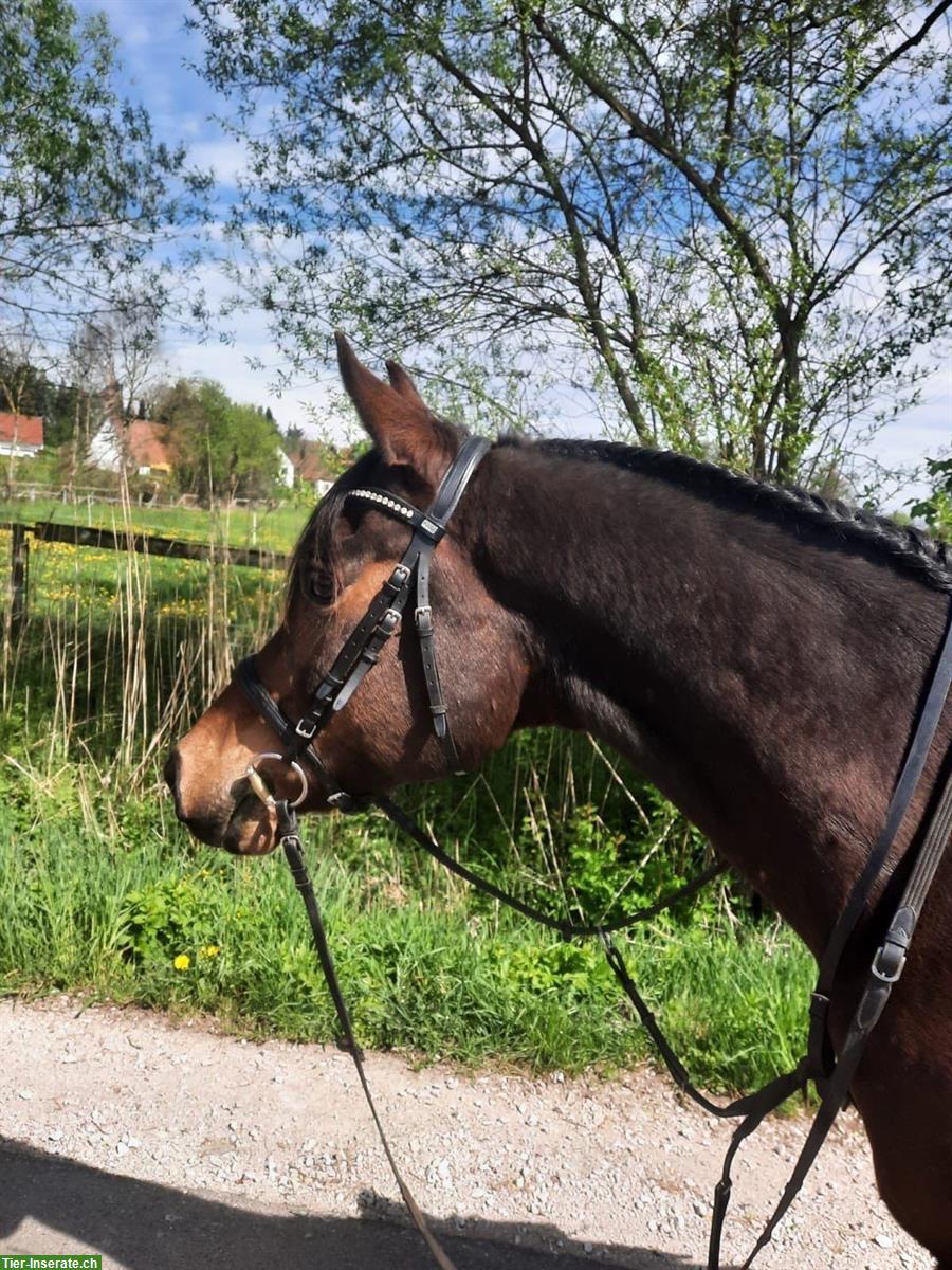 Reitbeteiligung auf schönem Araber Wallach in Birmenstorf AG