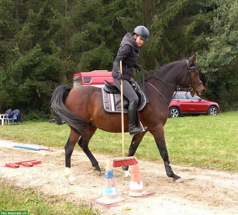 Bild 4: Reitbeteiligung auf schönem Araber Wallach in Birmenstorf AG