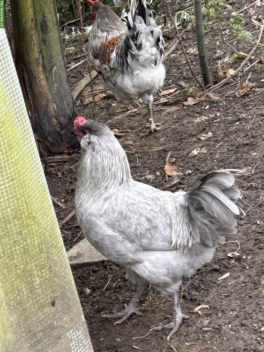 Lavender Araucana Hahn sucht neue Hühnerschar