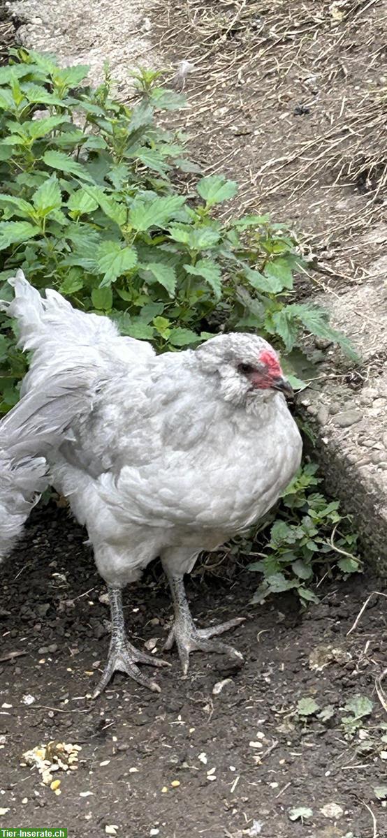 Bild 2: Lavender Araucana Hahn sucht neue Hühnerschar