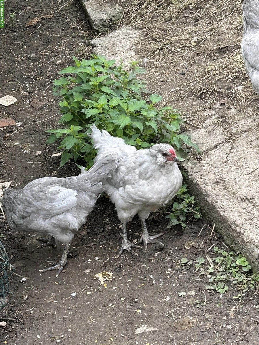 Bild 3: Lavender Araucana Hahn sucht neue Hühnerschar