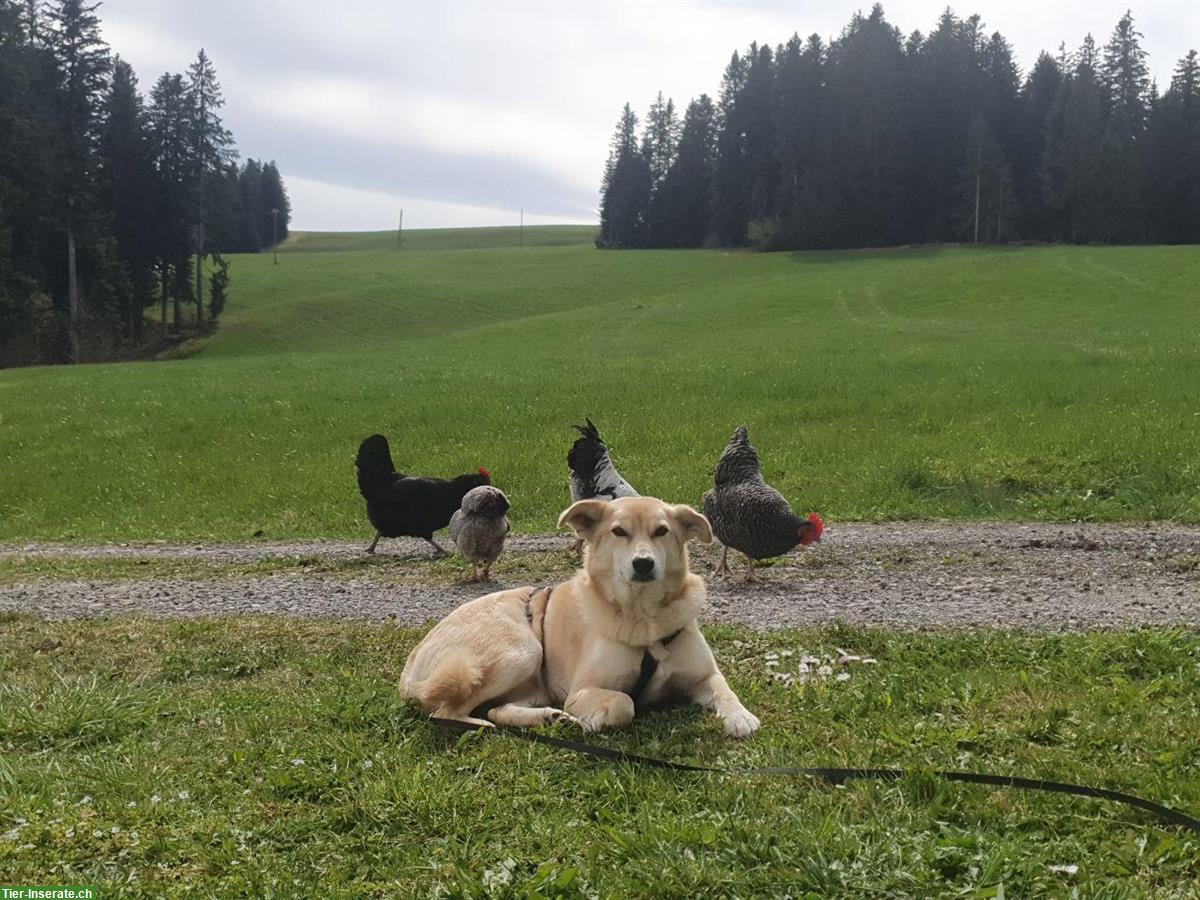 Bild 5: Lieber Rüde Nanuk, kastriert, 6½-jährig