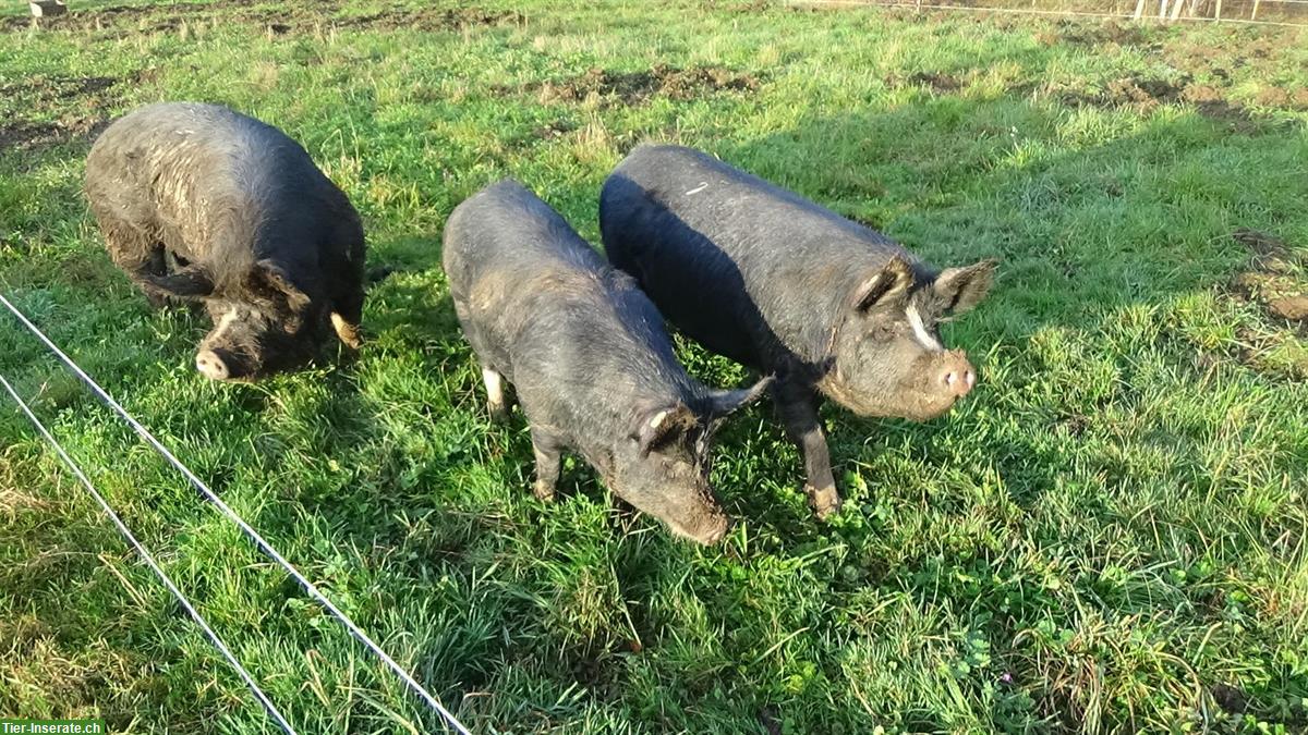 Bild 2: Berkshire Zuchtschweine in der Schweiz