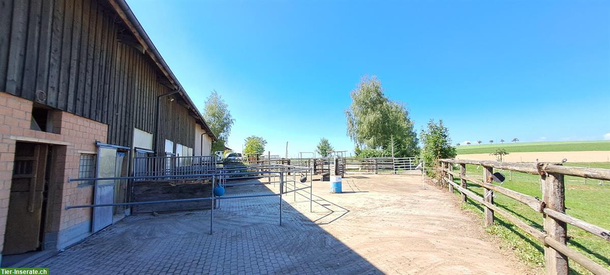 Bild 4: Schöne Auslaufboxe + Fensterboxe frei in 3204 Bärfischenhaus