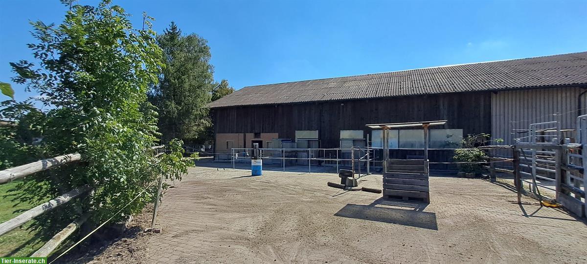 Bild 5: Schöne Auslaufboxe + Fensterboxe frei in 3204 Bärfischenhaus