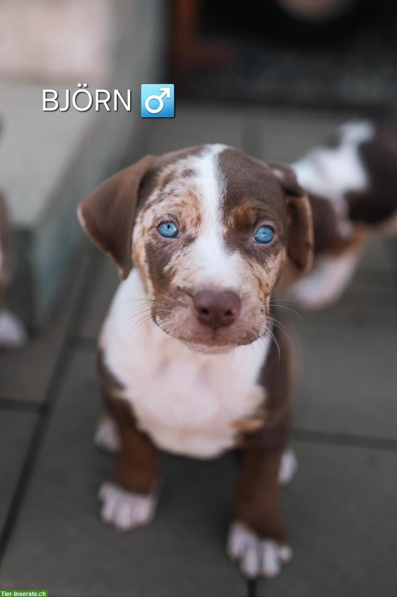 Bild 2: Wunderschöne Catahoula Welpen suchen liebes Zuhause!