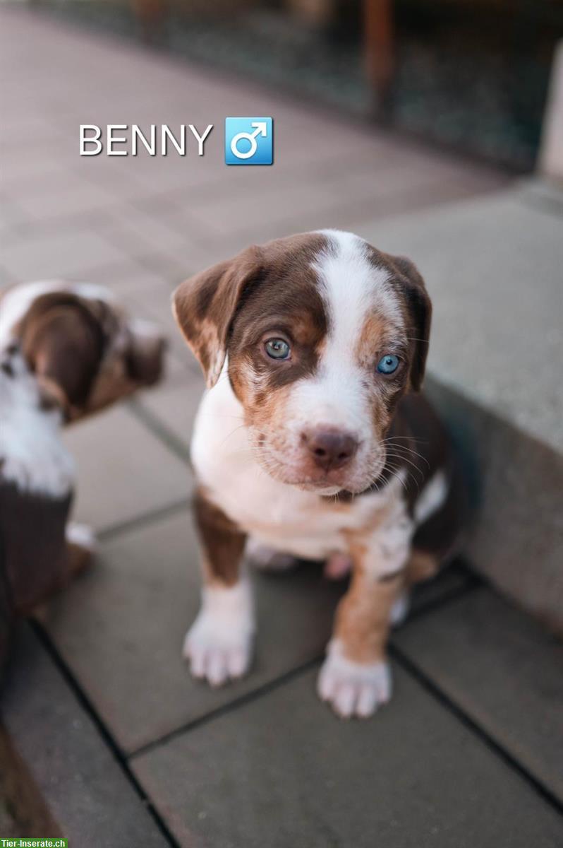 Bild 3: Wunderschöne Catahoula Welpen suchen liebes Zuhause!