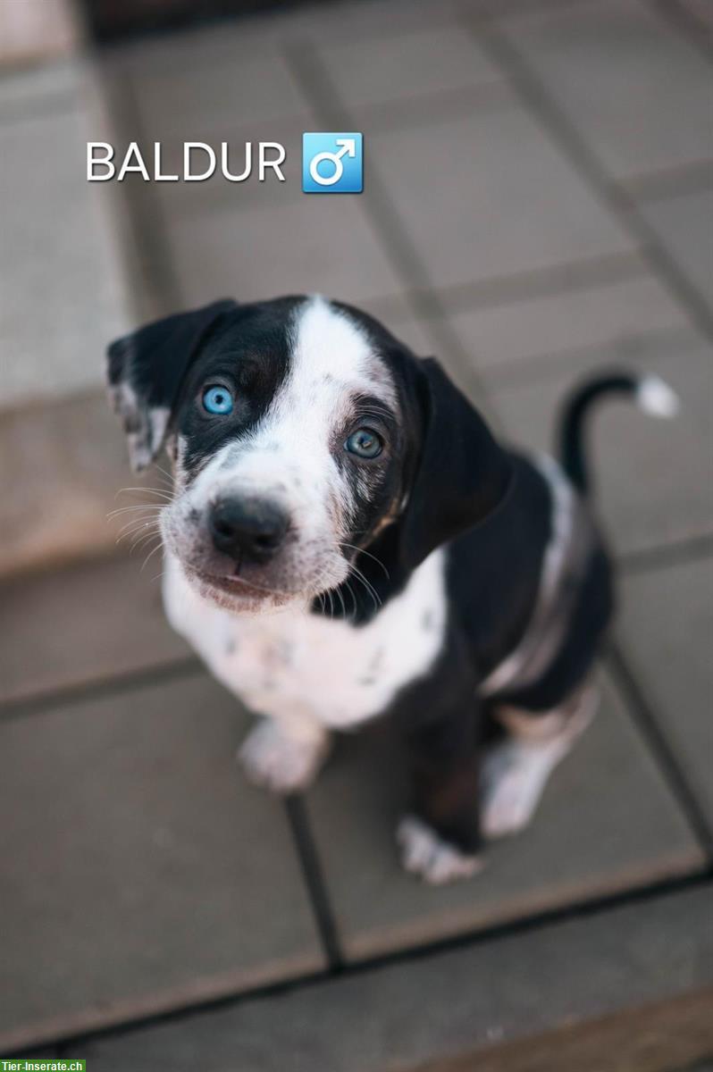 Bild 5: Wunderschöne Catahoula Welpen suchen liebes Zuhause!