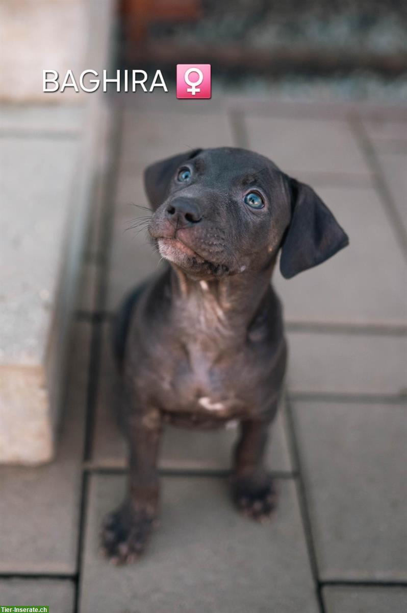 Bild 6: Wunderschöne Catahoula Welpen suchen liebes Zuhause!