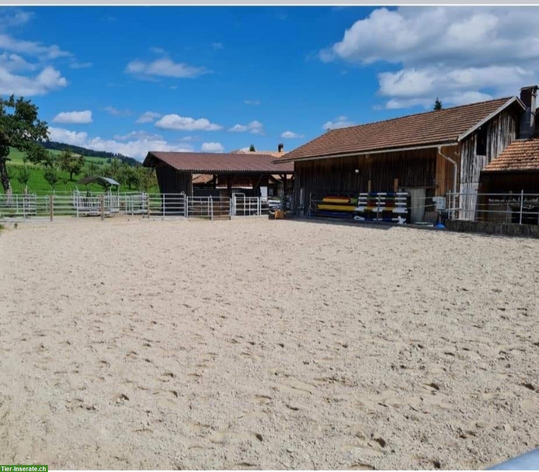 Bild 3: Auslaufboxe mit viel Weidegang im Emmental