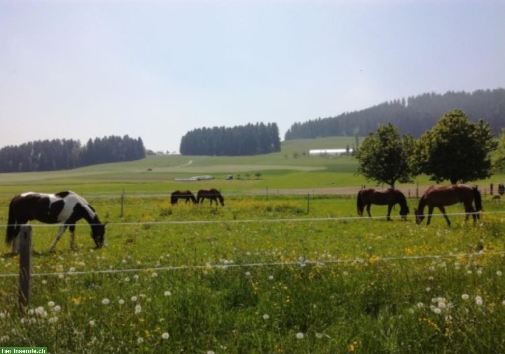 Bild 4: Auslaufboxe mit viel Weidegang im Emmental