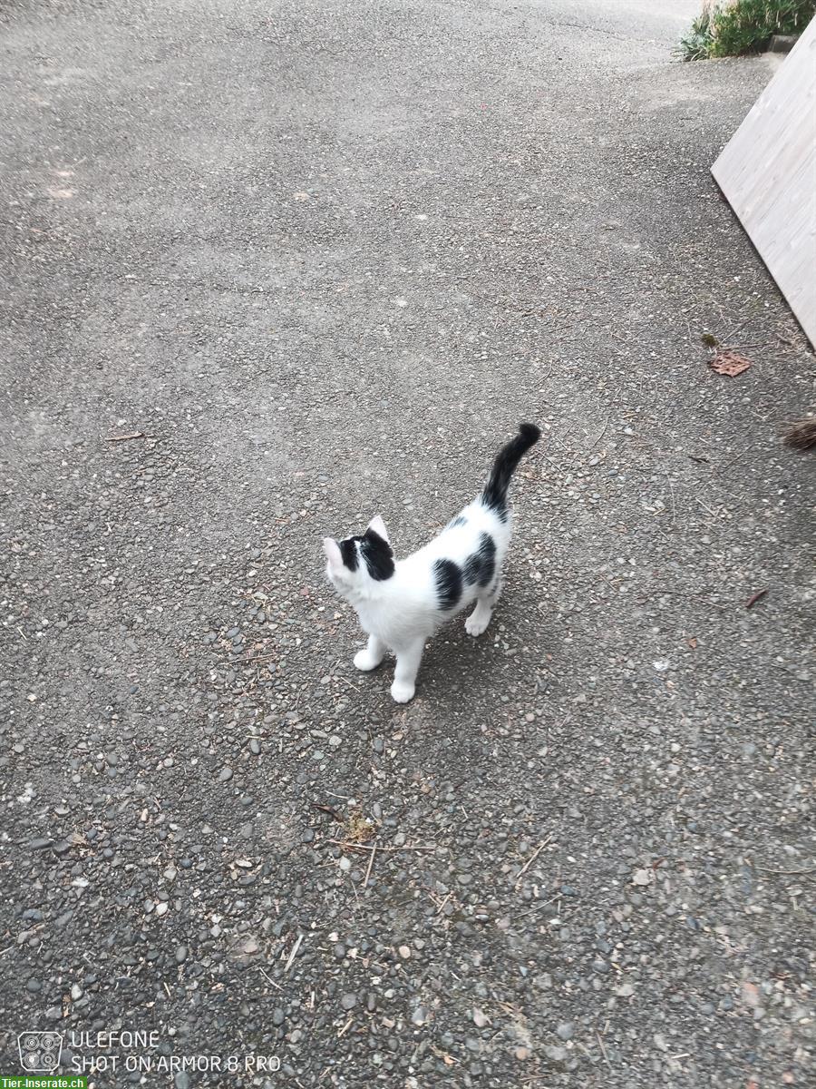 Junger Bauernhofkater sucht zuhause mit Freilauf