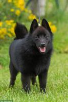 Schipperke Rüde, 2-jährig, kastriert sucht neues Zuhause