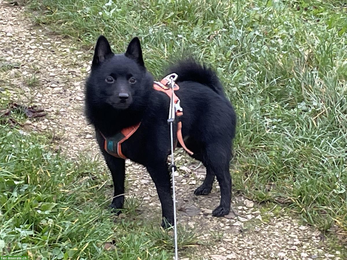 Bild 2: Schipperke Rüde, 2-jährig, kastriert sucht neues Zuhause