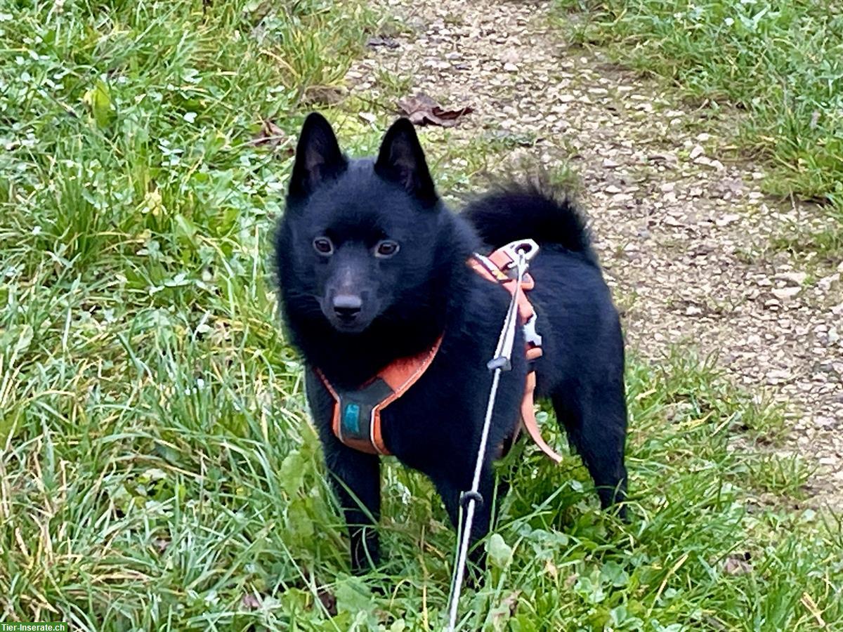 Bild 3: Schipperke Rüde, 2-jährig, kastriert sucht neues Zuhause