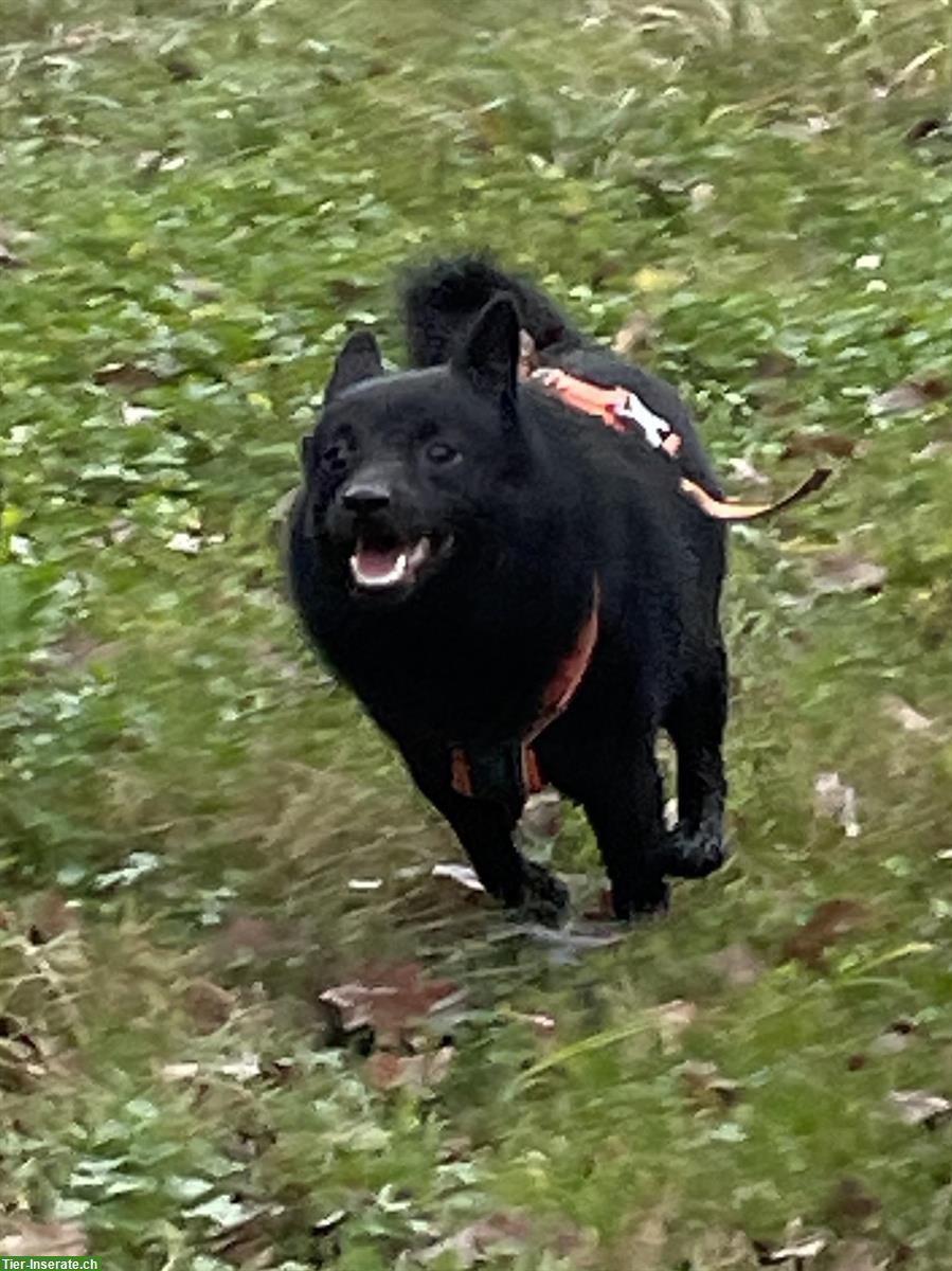 Bild 4: Schipperke Rüde, 2-jährig, kastriert sucht neues Zuhause