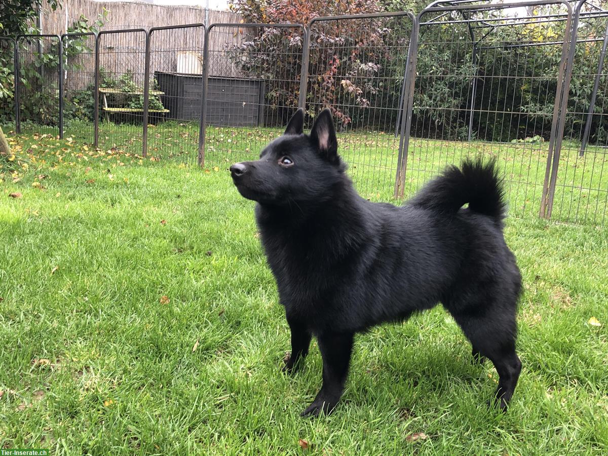 Bild 5: Schipperke Rüde, 2-jährig, kastriert sucht neues Zuhause