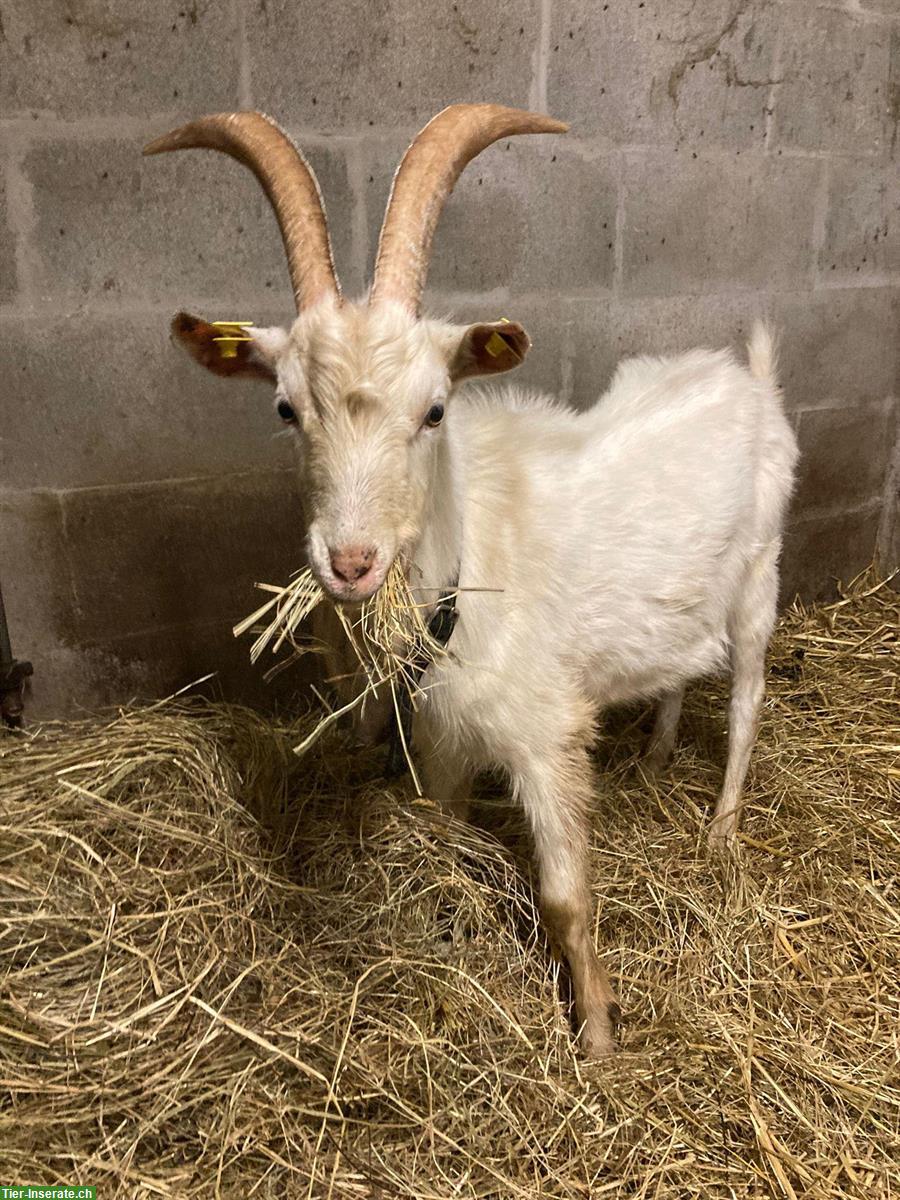 Bild 2: Saanen Ziegenbock aus Biobetrieb zu verkaufen