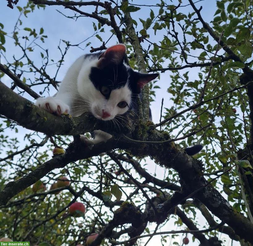 Bild 2: Verschmuste Baby-Katze sucht liebevolles Zuhause