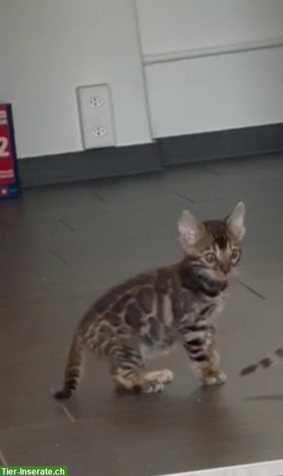 Bild 2: Weibliches Bengal Katzenbaby