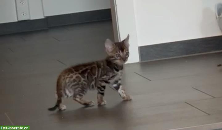 Bild 3: Weibliches Bengal Katzenbaby