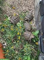 Griechische Landschildkröten Weibchen 10 - 14 Jahre alt