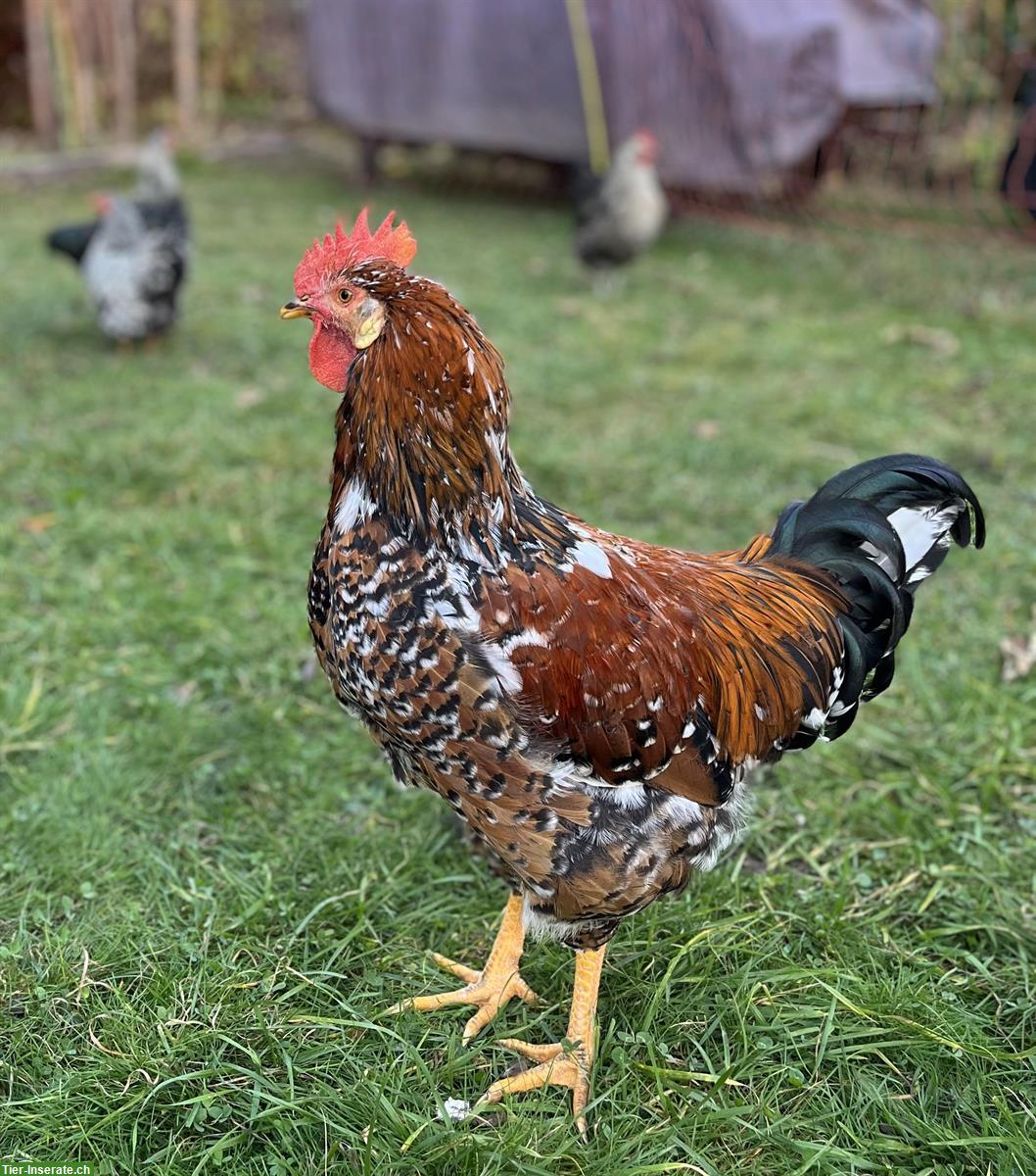 GRATIS: Blumenhuhn mix Hahn zu verschenken