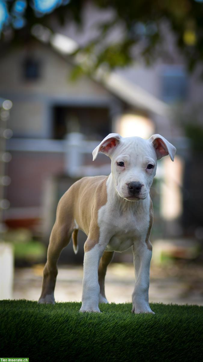 Bild 3: American Staffordshire Terrier Welpe, männlich