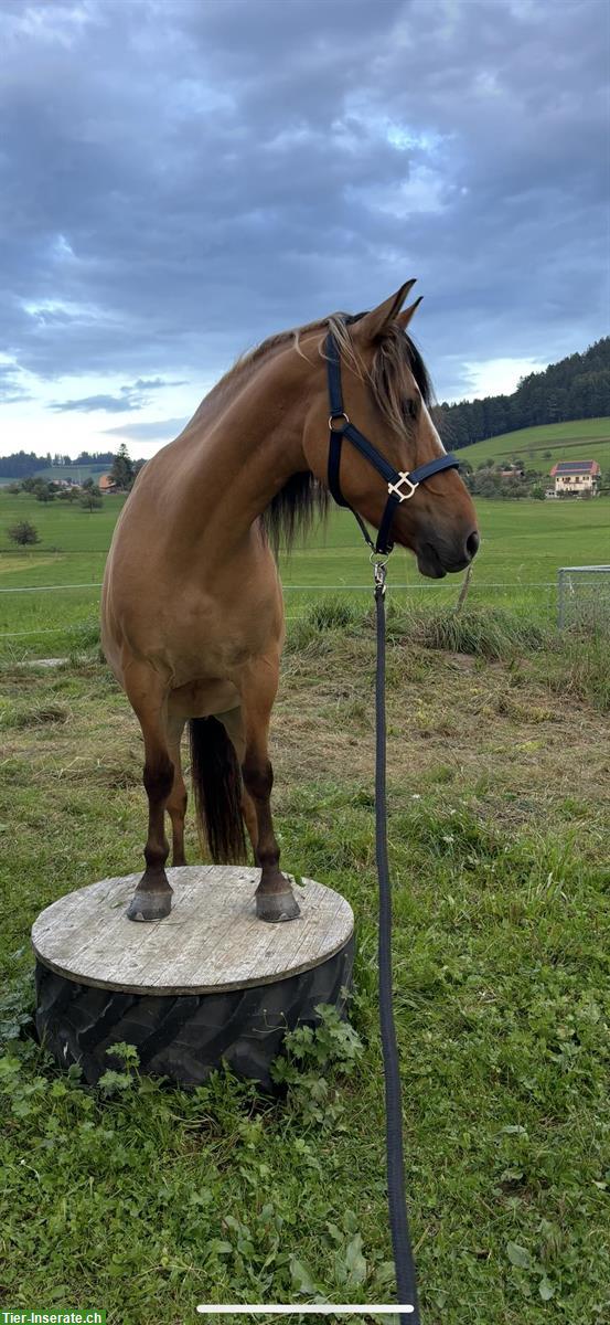 Bild 2: Biete Reitbeteiligung in Wattenwil bei Worb