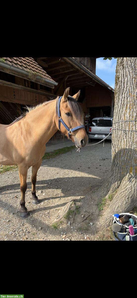 Bild 3: Biete Reitbeteiligung in Wattenwil bei Worb