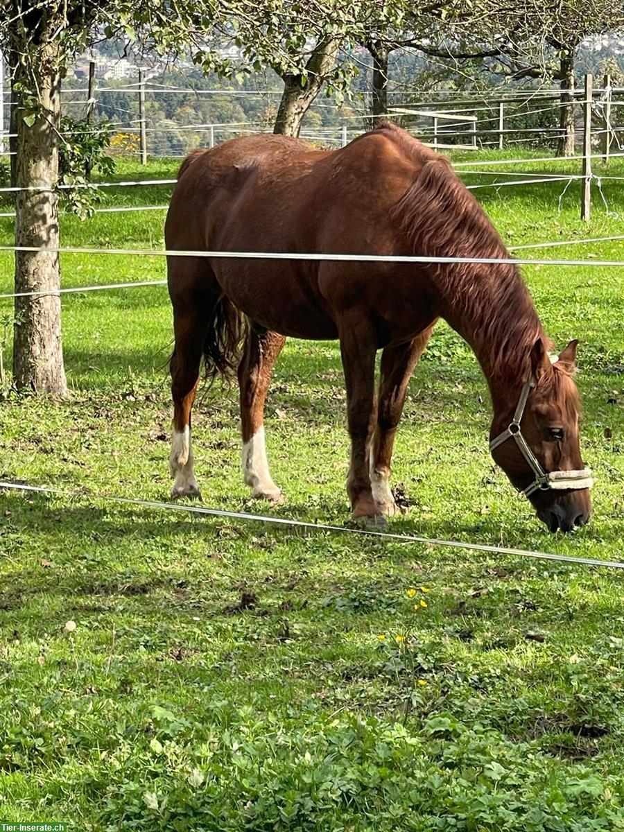 Bild 3: Reitbeteiligung für 21-jährigen Wallach in Retterswil/Seon