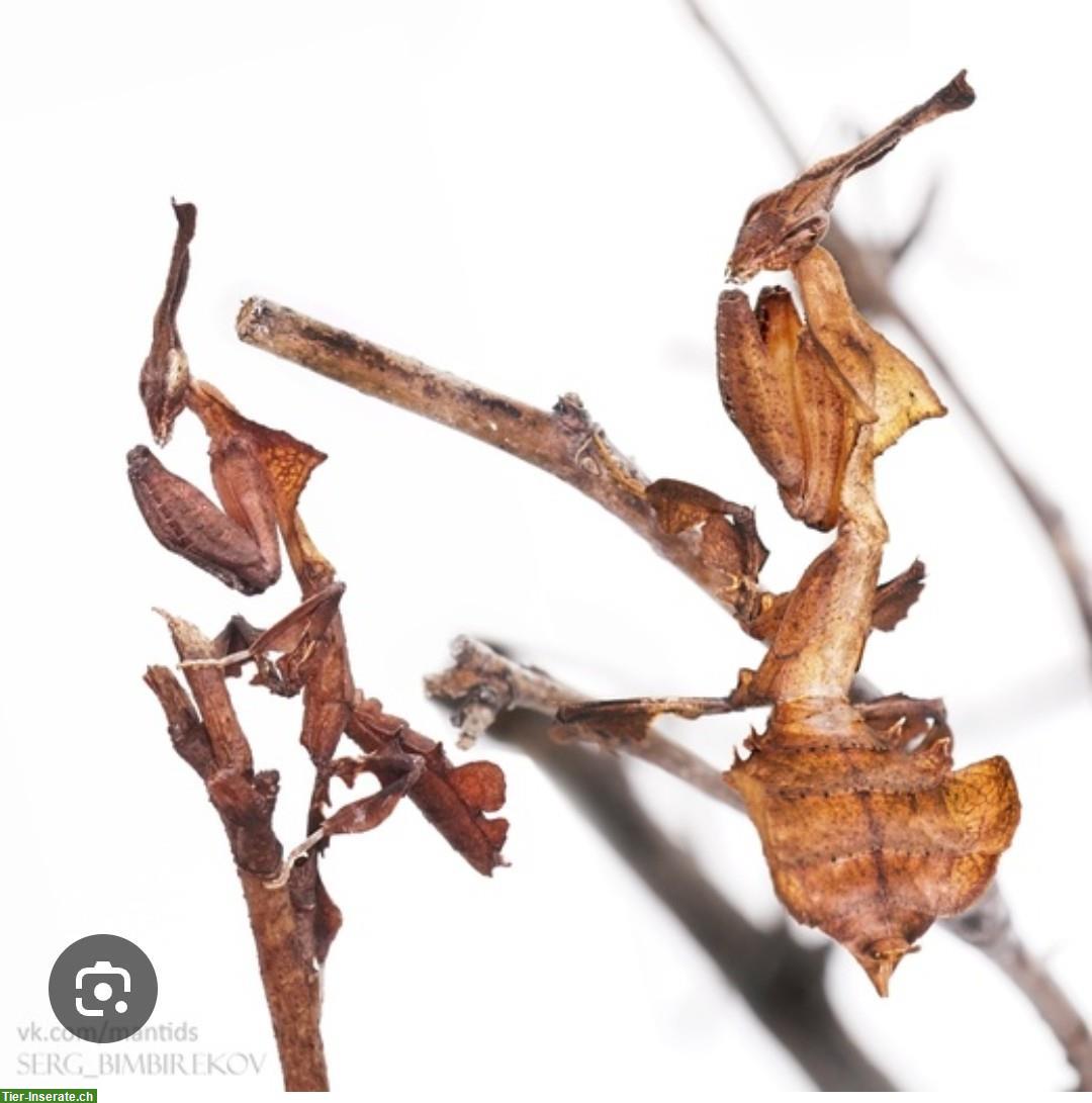 Bild 2: Geistermantis, Phyllocrania Paradoxa L2