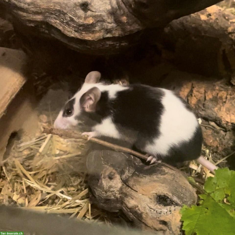 Einzelnes Farbmaus Weibchen gratis abzugeben