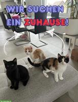 2 Katzen Mädchen suchen ein tolles Zuhause