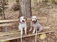 Reinrassige Lagotto Welpen - Wurfanmeldung