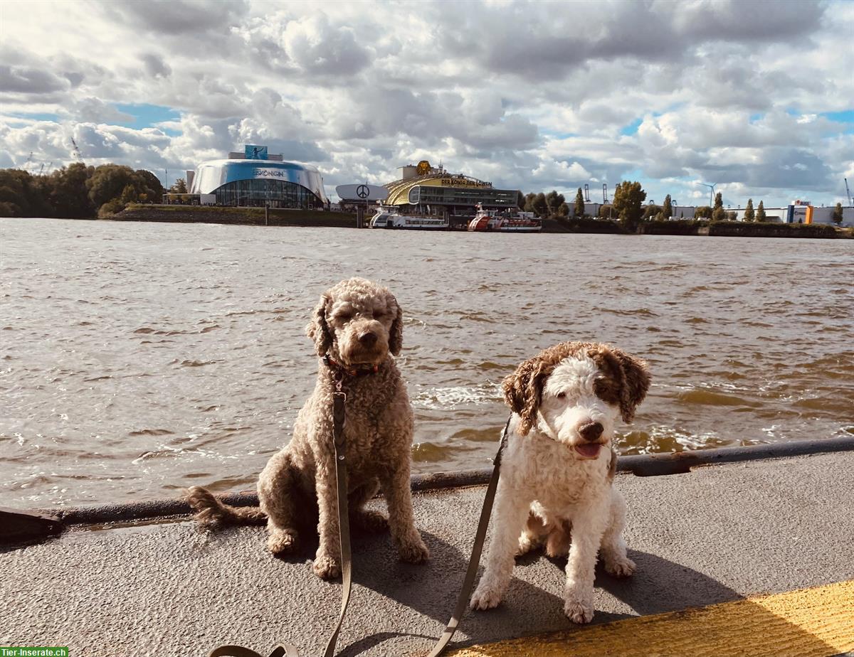 Bild 2: Reinrassige Lagotto Welpen - Wurfanmeldung