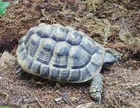 1.0 Griechische Landschildkröte, 8-jährig