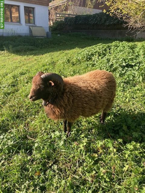 Brauner Ouessant Schafbock zu verkaufen