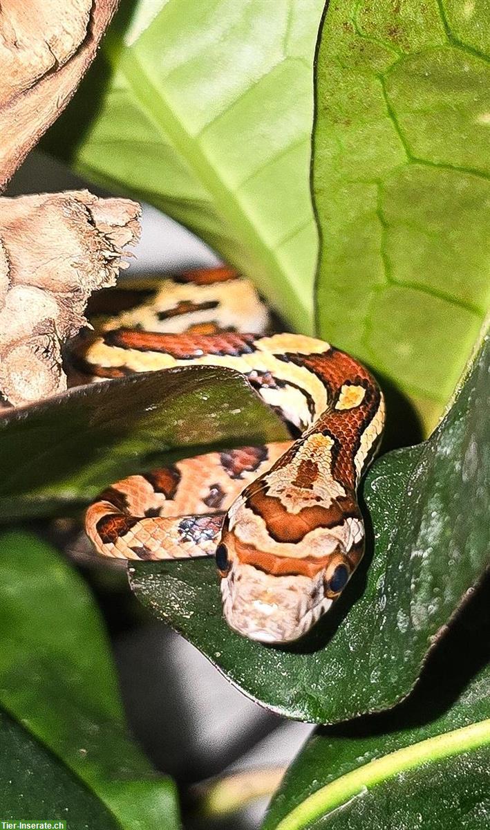 Wunderschöne Kornnatter Babys zu verkaufen