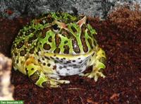 SUCHE Schmuckhornfrosch - Ceratophrys ornata oder cranwelli