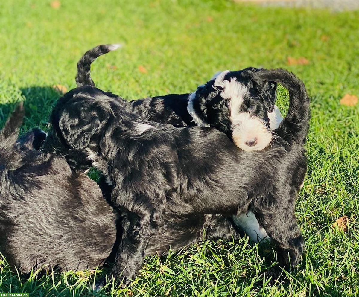 Bild 3: Portugiesische Wasserhunde Welpen mit allen Papieren vom Züchter