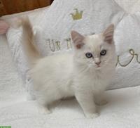 Ragdoll Kitten, Katerchen red colour point